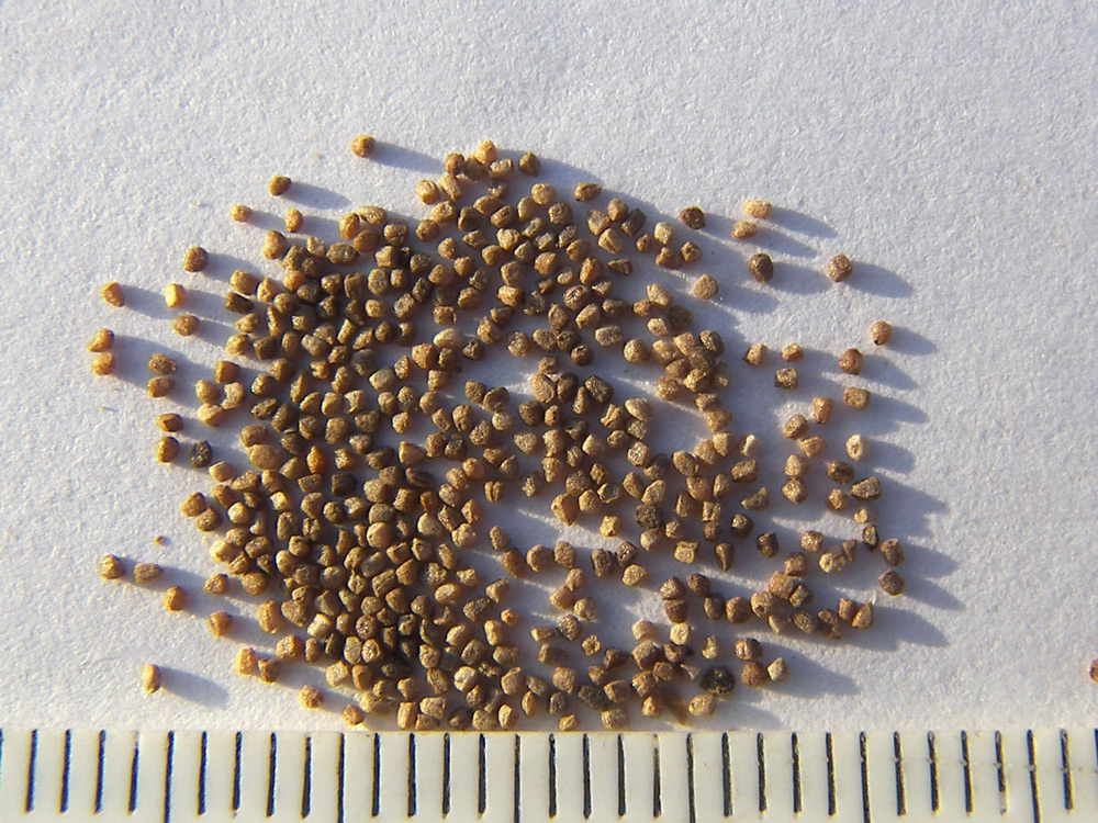 Image of Buddleja globosa specimen.