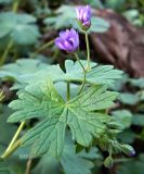 род Geranium. Лист и соцветия. Бельгия, г. Льеж. Декабрь.