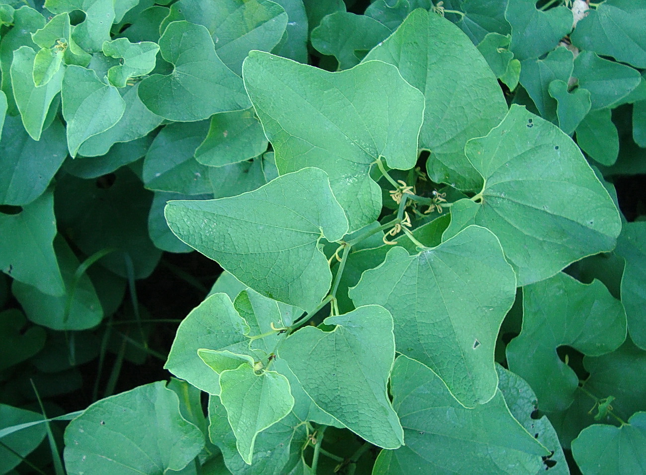 Image of Aristolochia clematitis specimen.