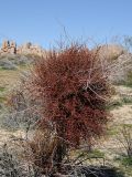 Phoradendron californicum