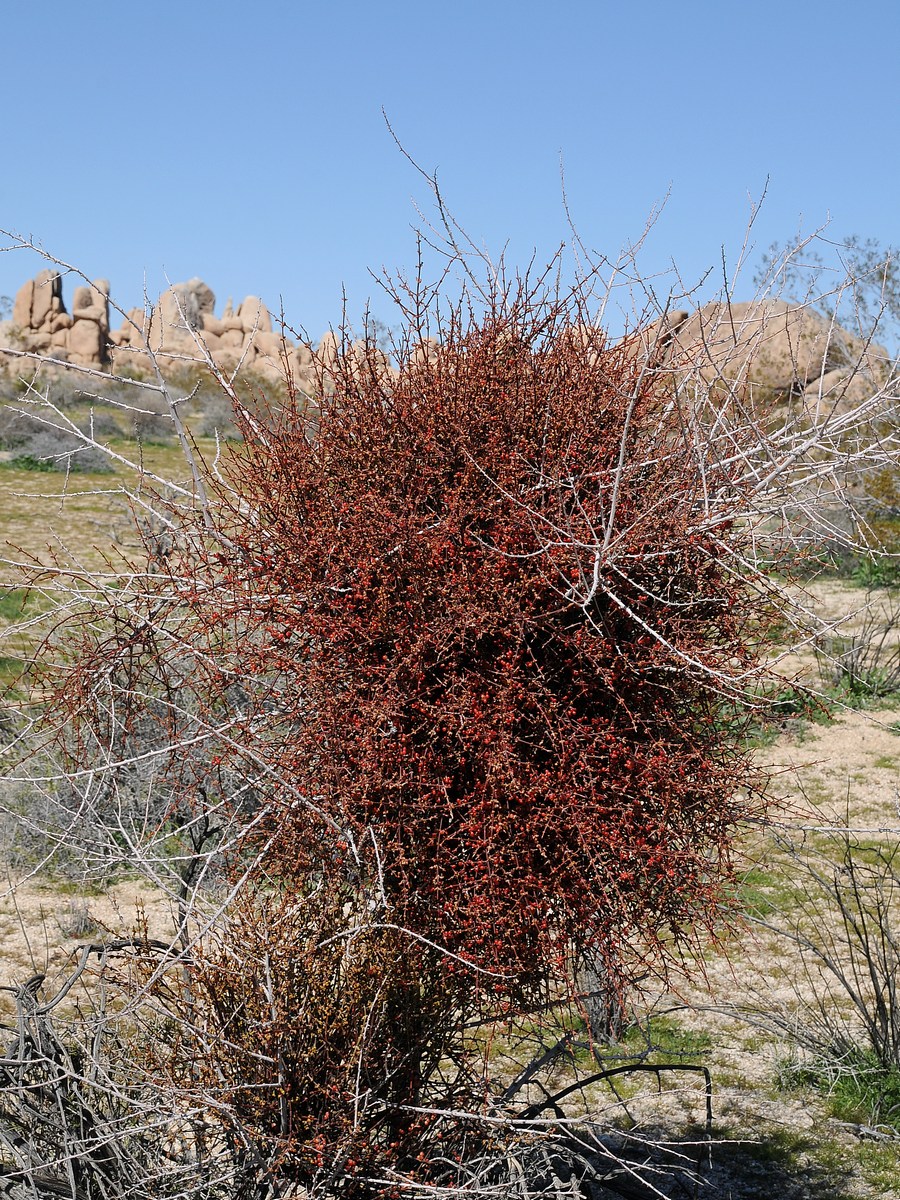 Изображение особи Phoradendron californicum.