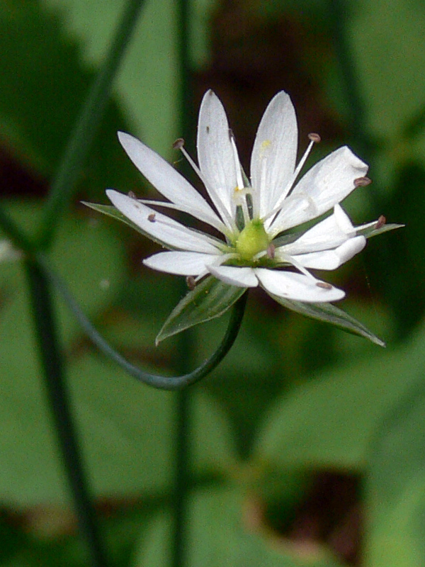 Image of Stellaria graminea specimen.