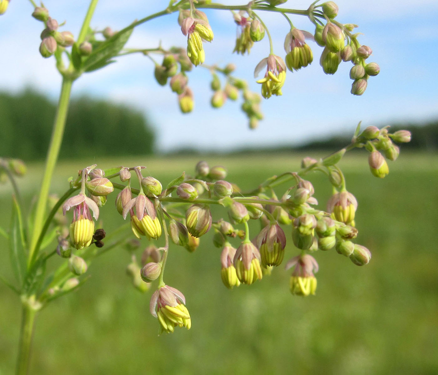 Изображение особи Thalictrum appendiculatum.