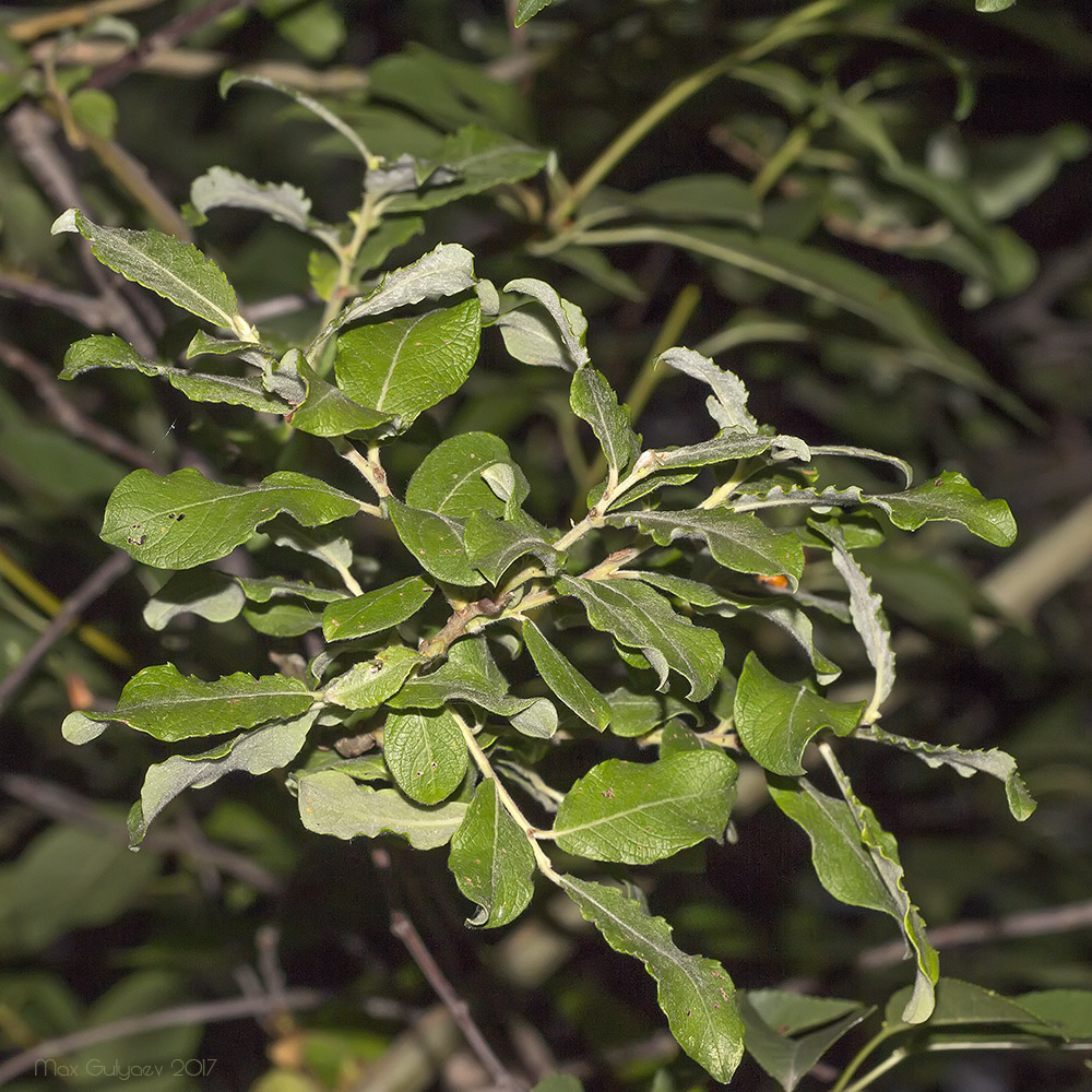 Image of genus Salix specimen.