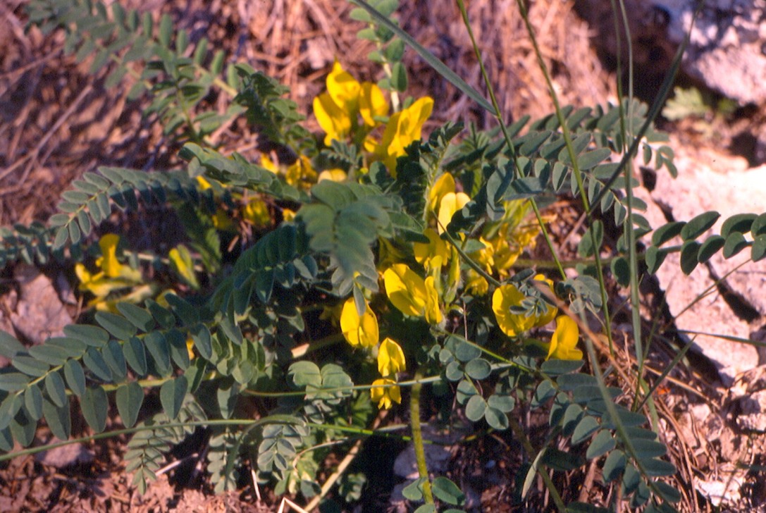 Изображение особи Astragalus kungurensis.