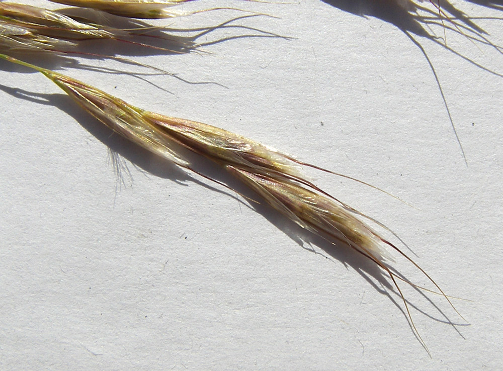 Image of Helictotrichon pubescens specimen.