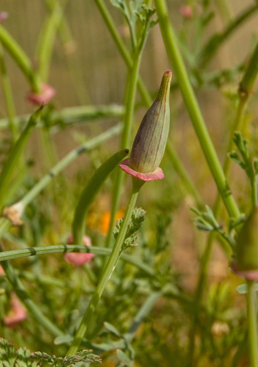 Image of Eschscholzia californica specimen.