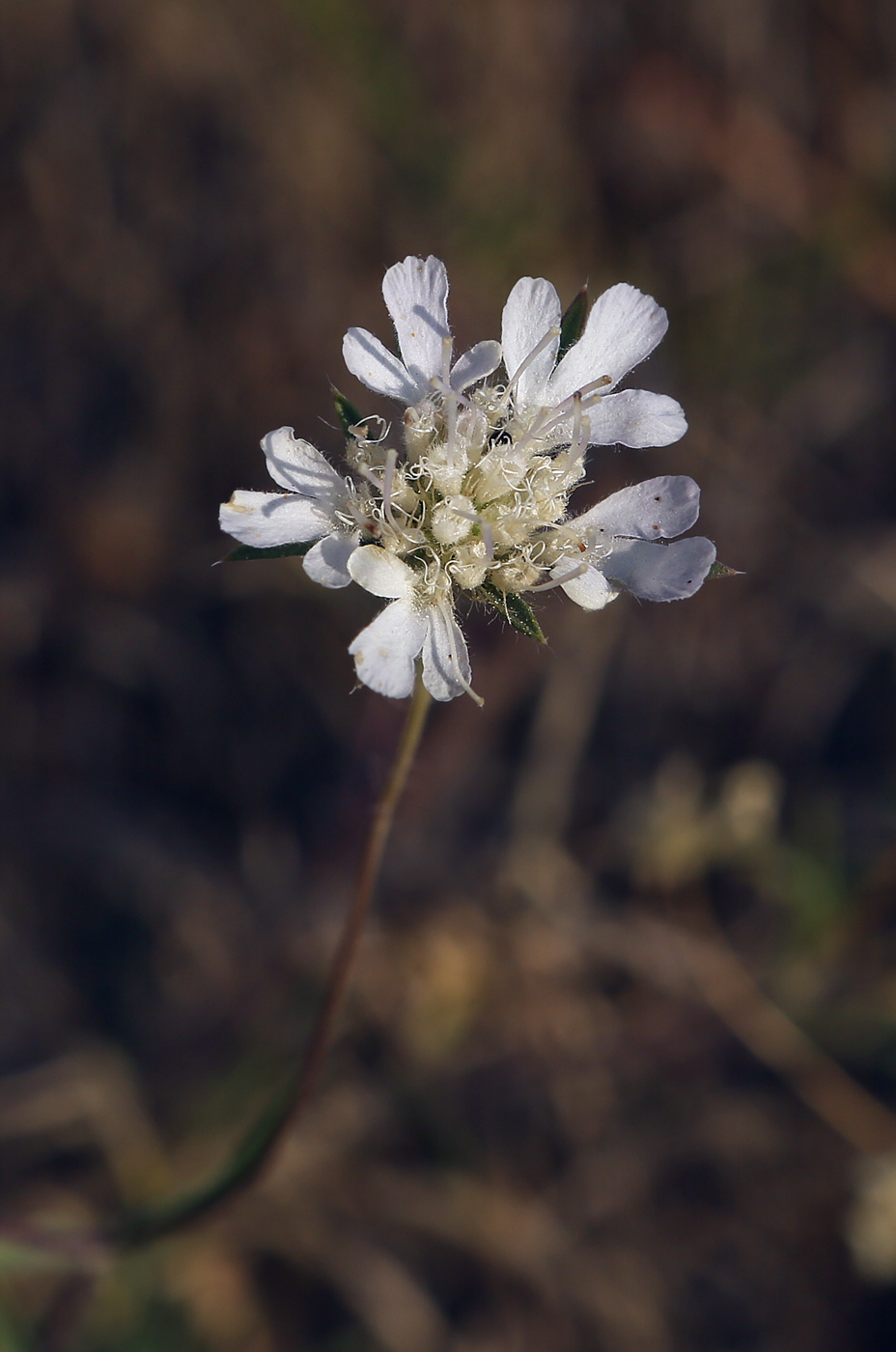 Image of Lomelosia argentea specimen.