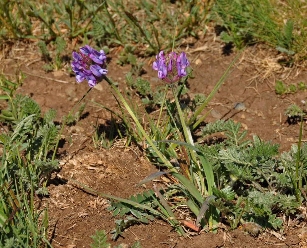 Image of genus Oxytropis specimen.