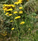 Hieracium umbellatum