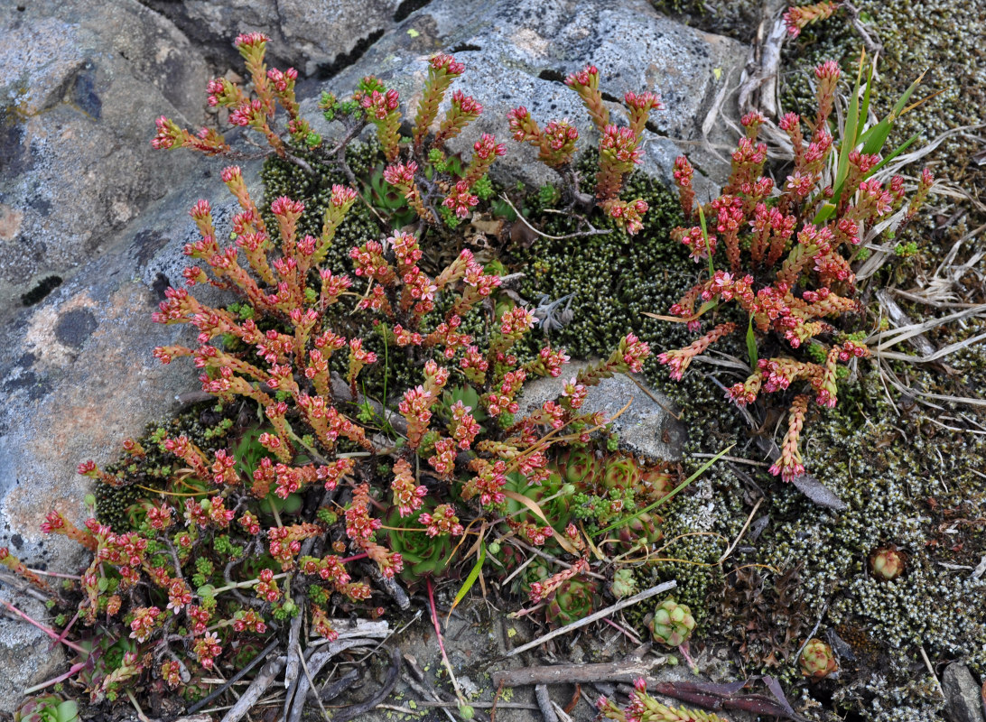 Image of Sedum tenellum specimen.