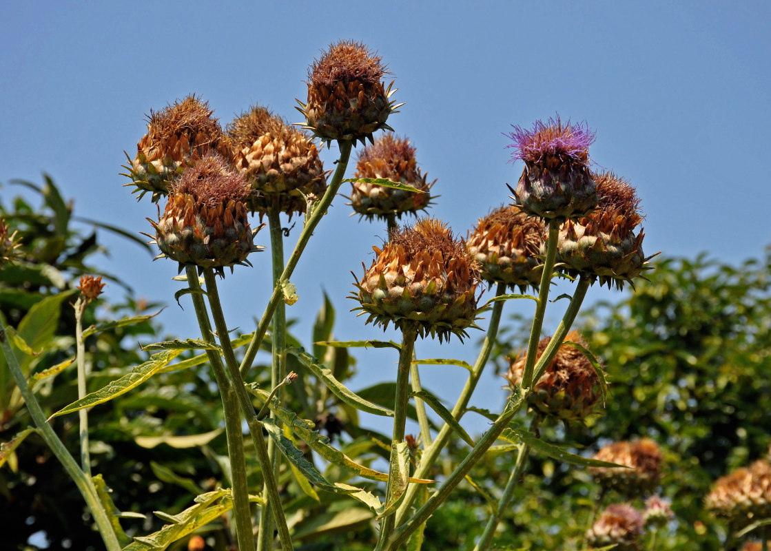 Изображение особи Cynara scolymus.