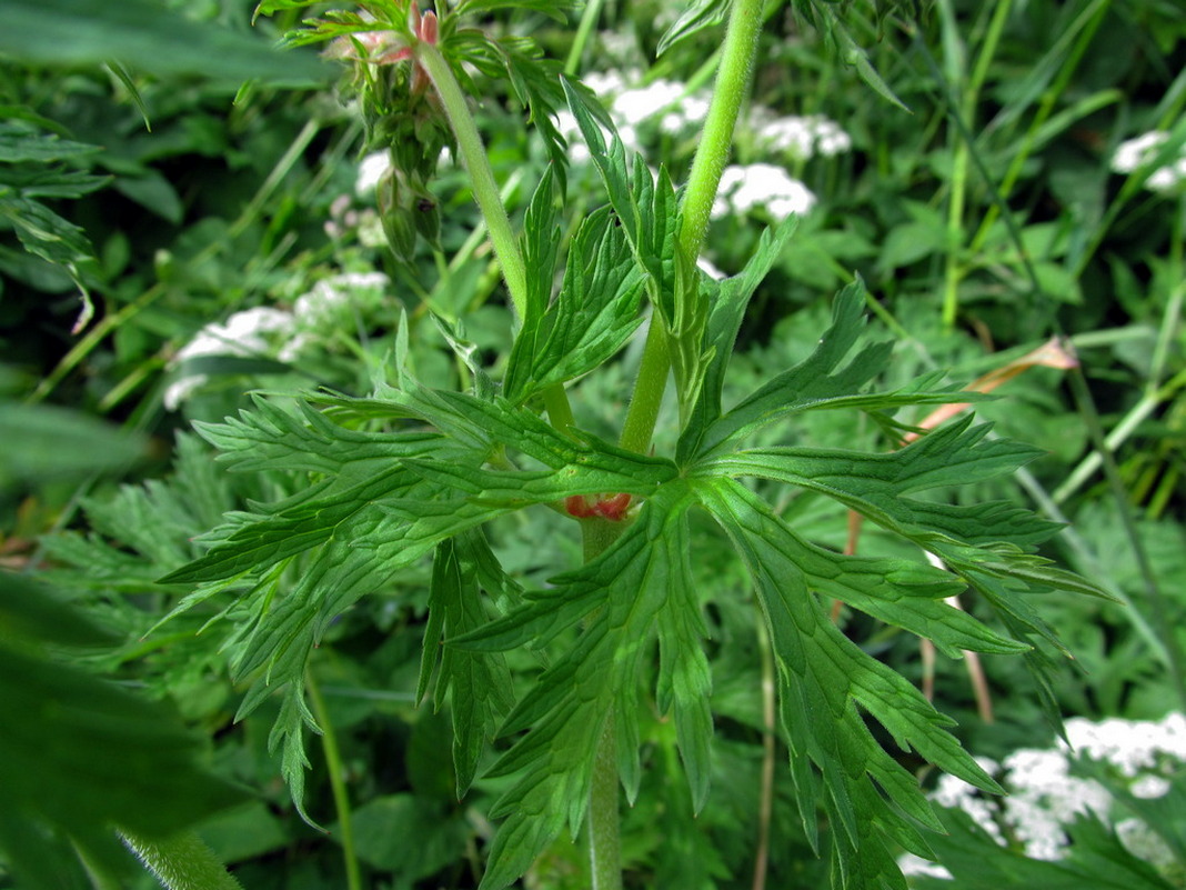 Image of Geranium pratense specimen.