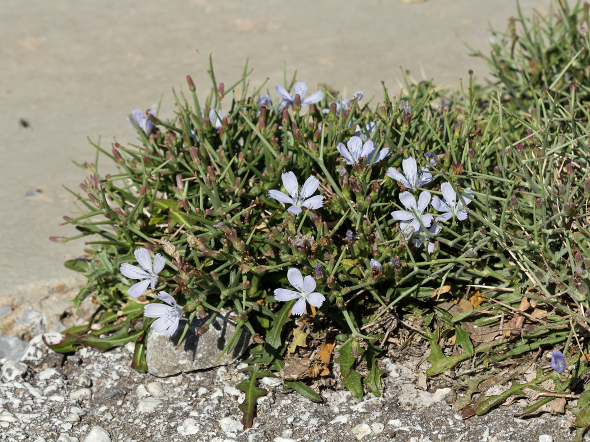 Image of Cichorium spinosum specimen.