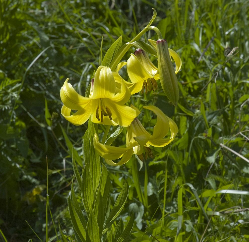 Image of Lilium kesselringianum specimen.