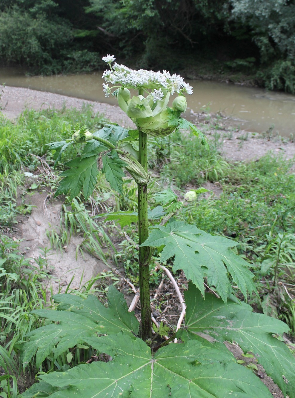 Image of Heracleum mantegazzianum specimen.