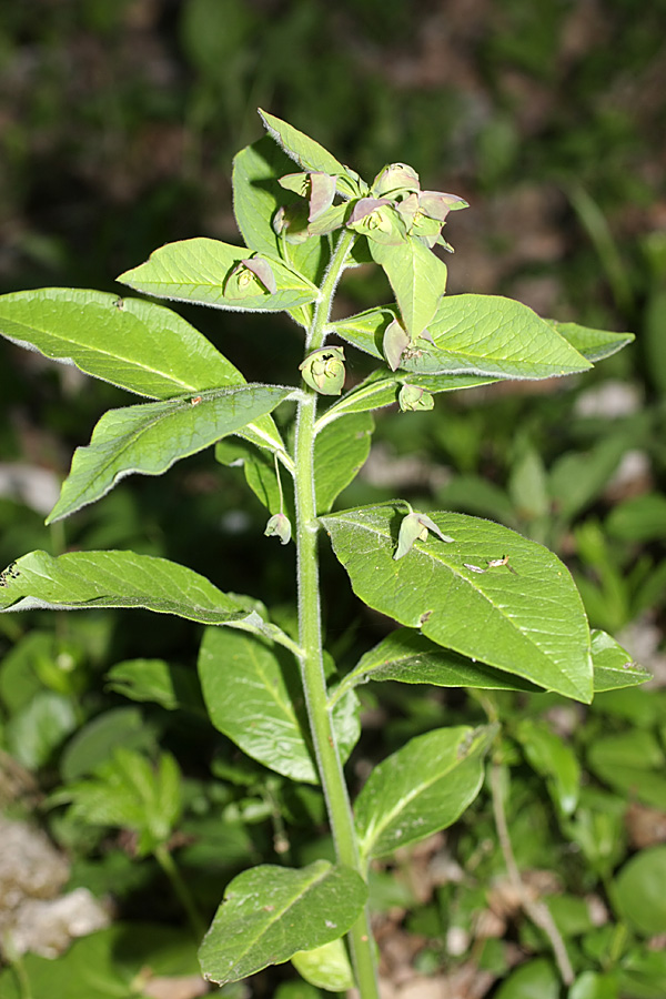 Image of Euphorbia squamosa specimen.