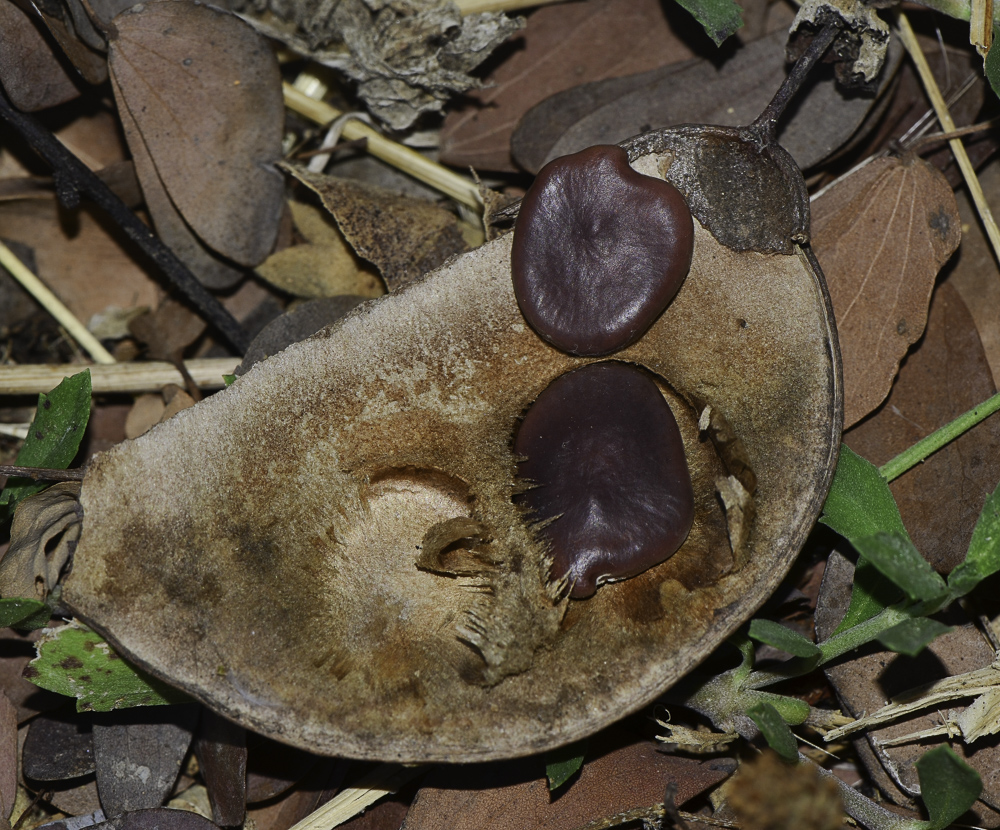 Image of Lysiphyllum gilvum specimen.