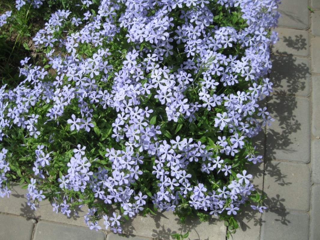 Изображение особи Phlox divaricata.