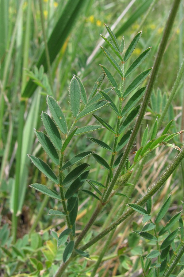 Image of Onobrychis arenaria specimen.