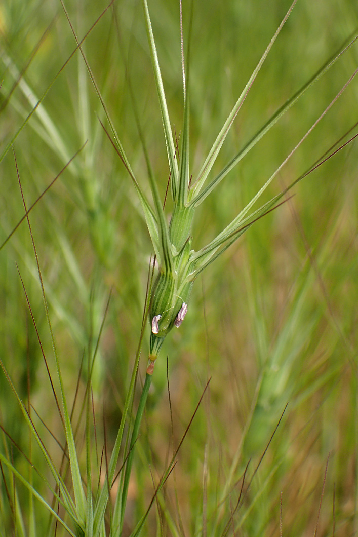 Image of Aegilops ovata specimen.