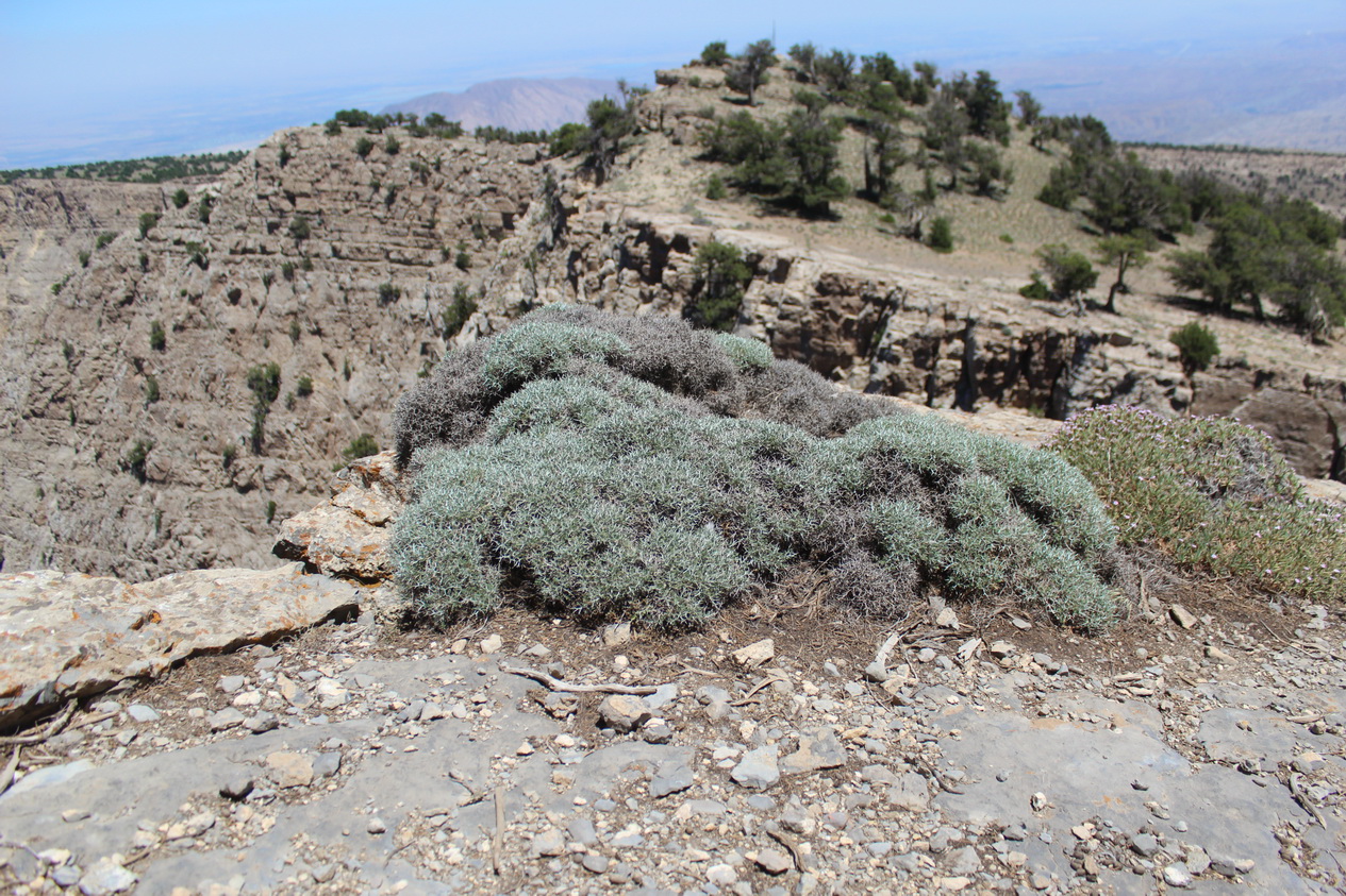 Image of Onobrychis cornuta specimen.