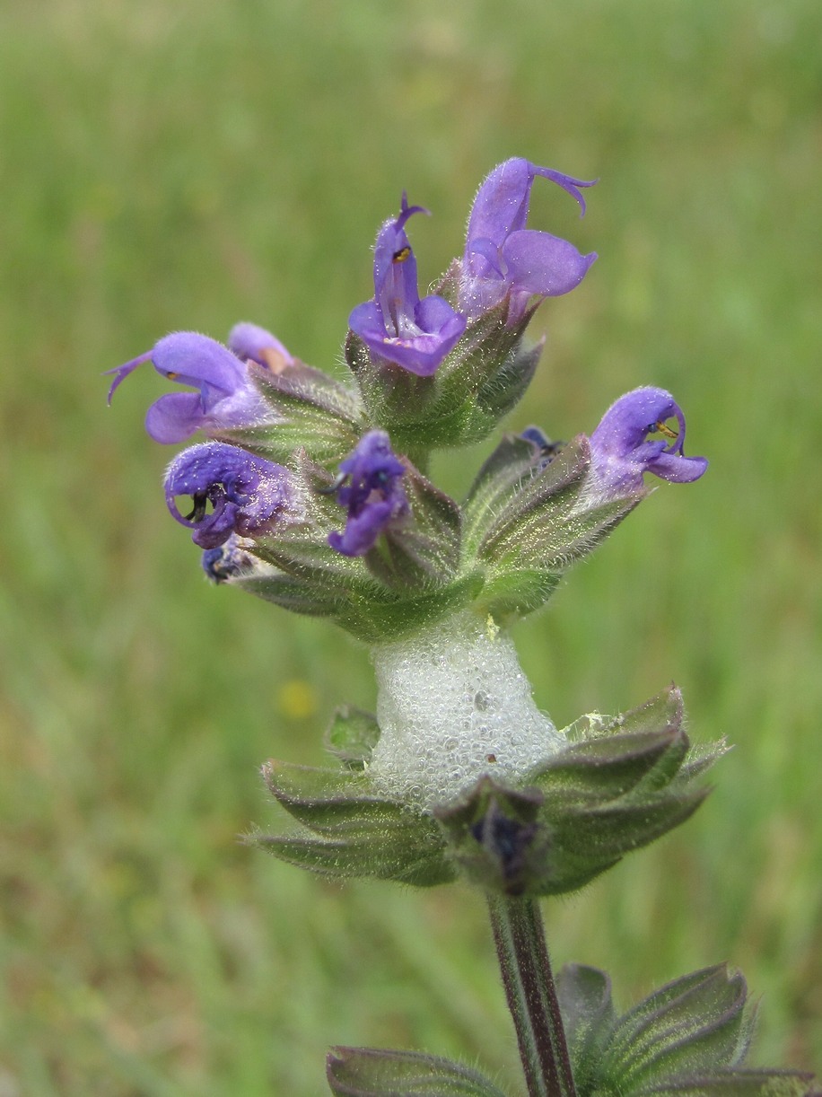 Изображение особи Salvia verbenaca.