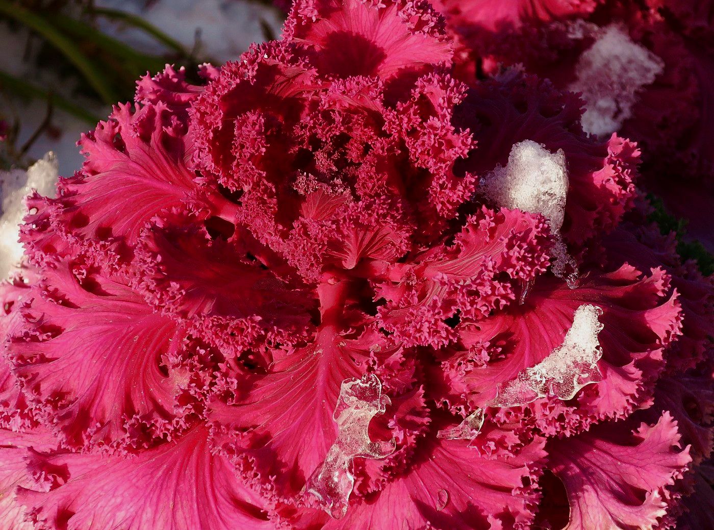 Image of Brassica oleracea var. viridis specimen.