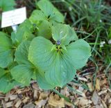 Paris quadrifolia. Верхушка плодоносящего растения. Германия, г. Heidelberg, ботанический сад университета. 20.06.2018.