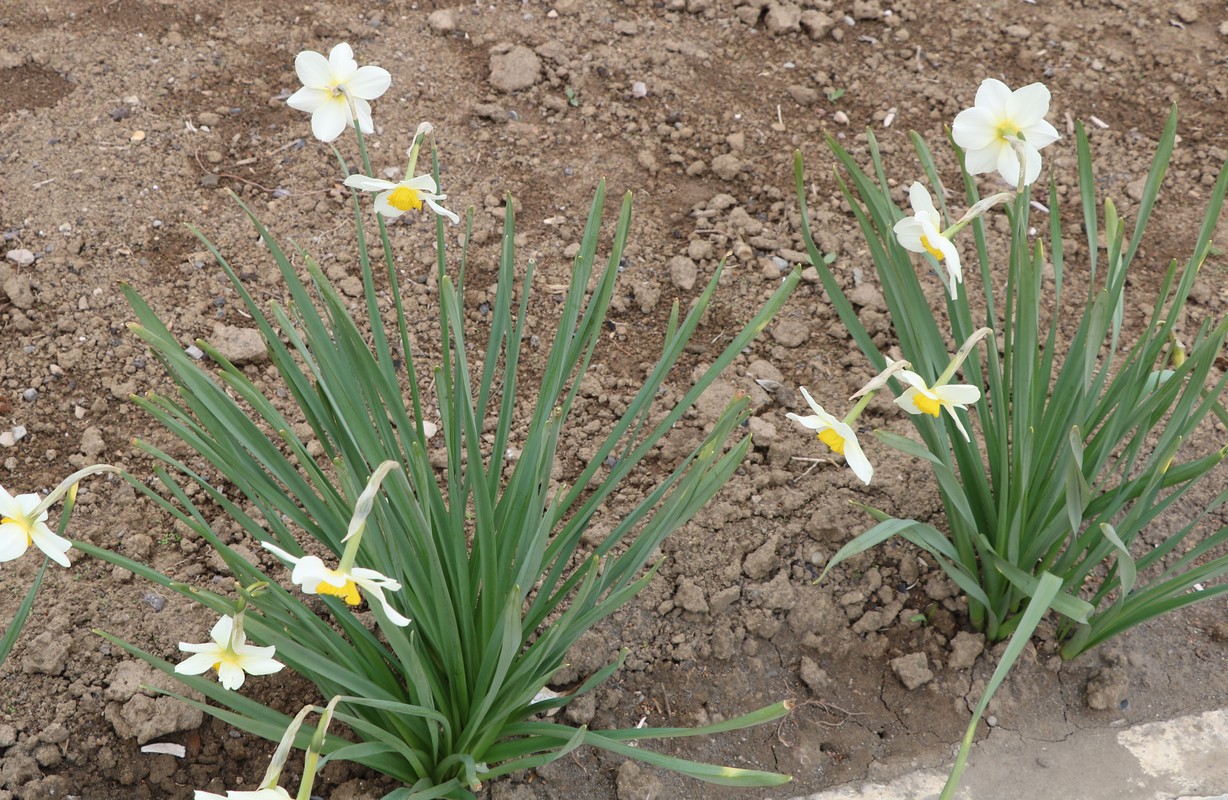 Image of genus Narcissus specimen.