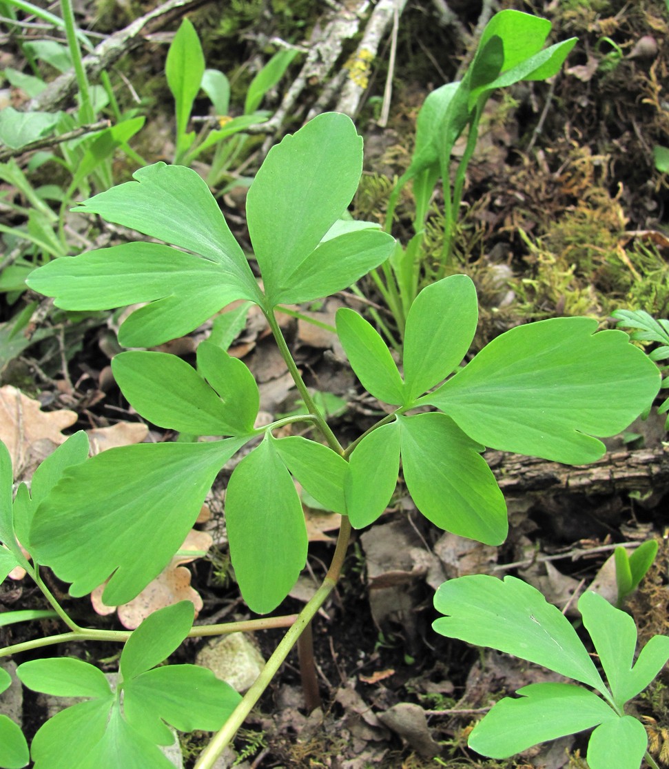 Image of Corydalis cava specimen.