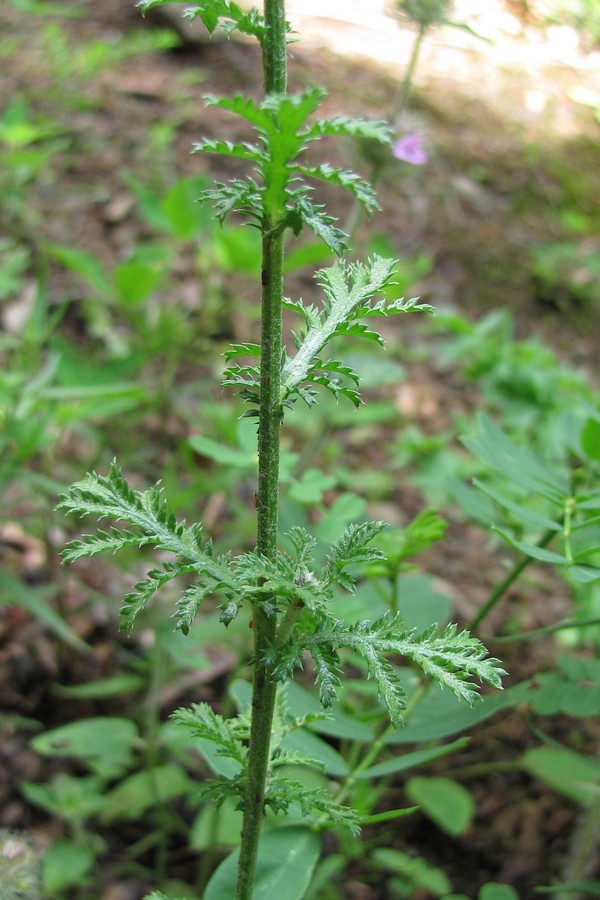 Image of Anthemis monantha specimen.