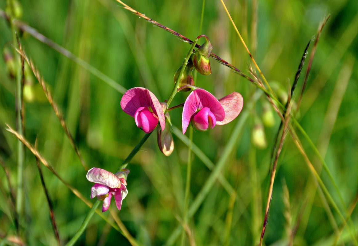 Image of Lathyrus latifolius specimen.