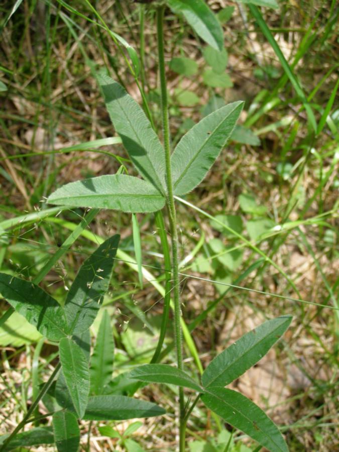 Изображение особи Trifolium alpestre.