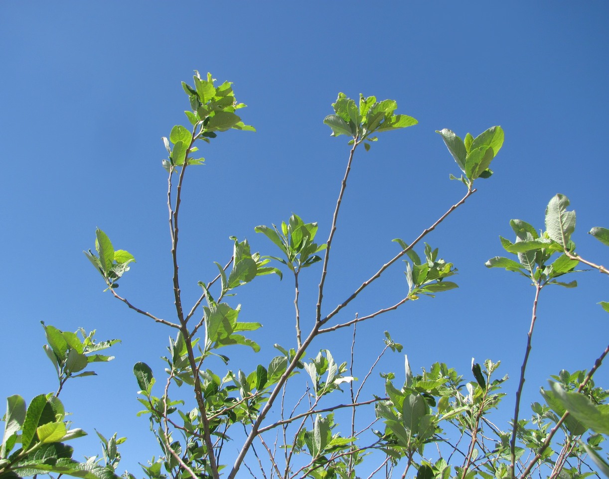 Image of Salix caprea specimen.