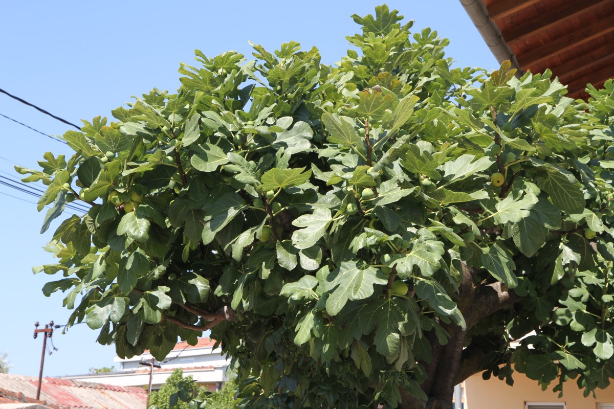 Image of Ficus carica specimen.