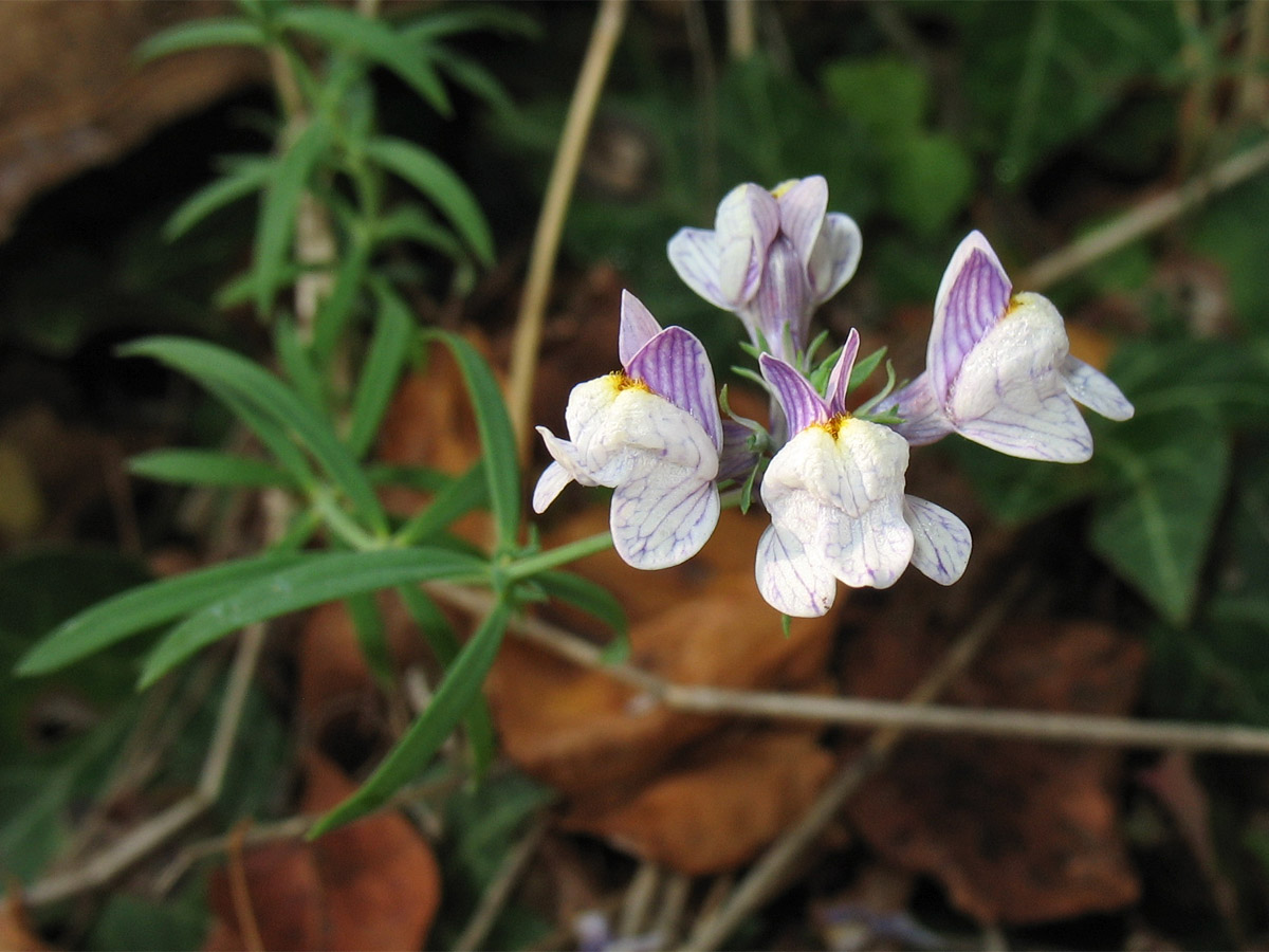 Image of Linaria repens specimen.