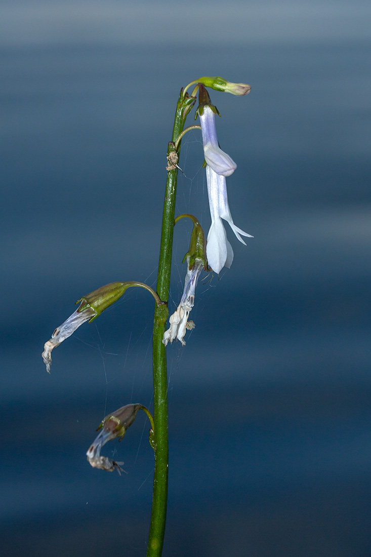 Изображение особи Lobelia dortmanna.