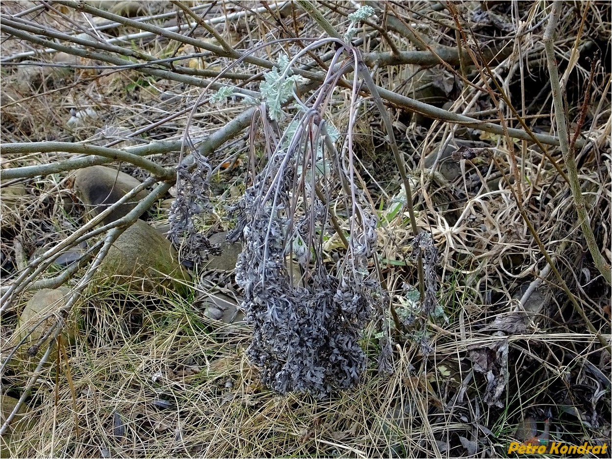 Image of Artemisia absinthium specimen.