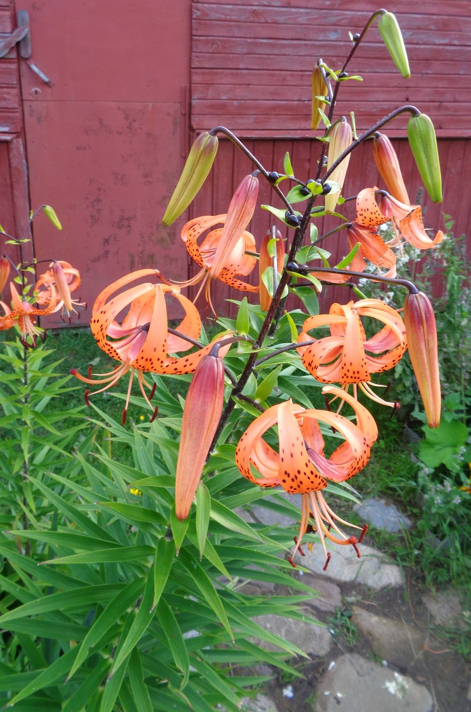 Image of Lilium lancifolium specimen.