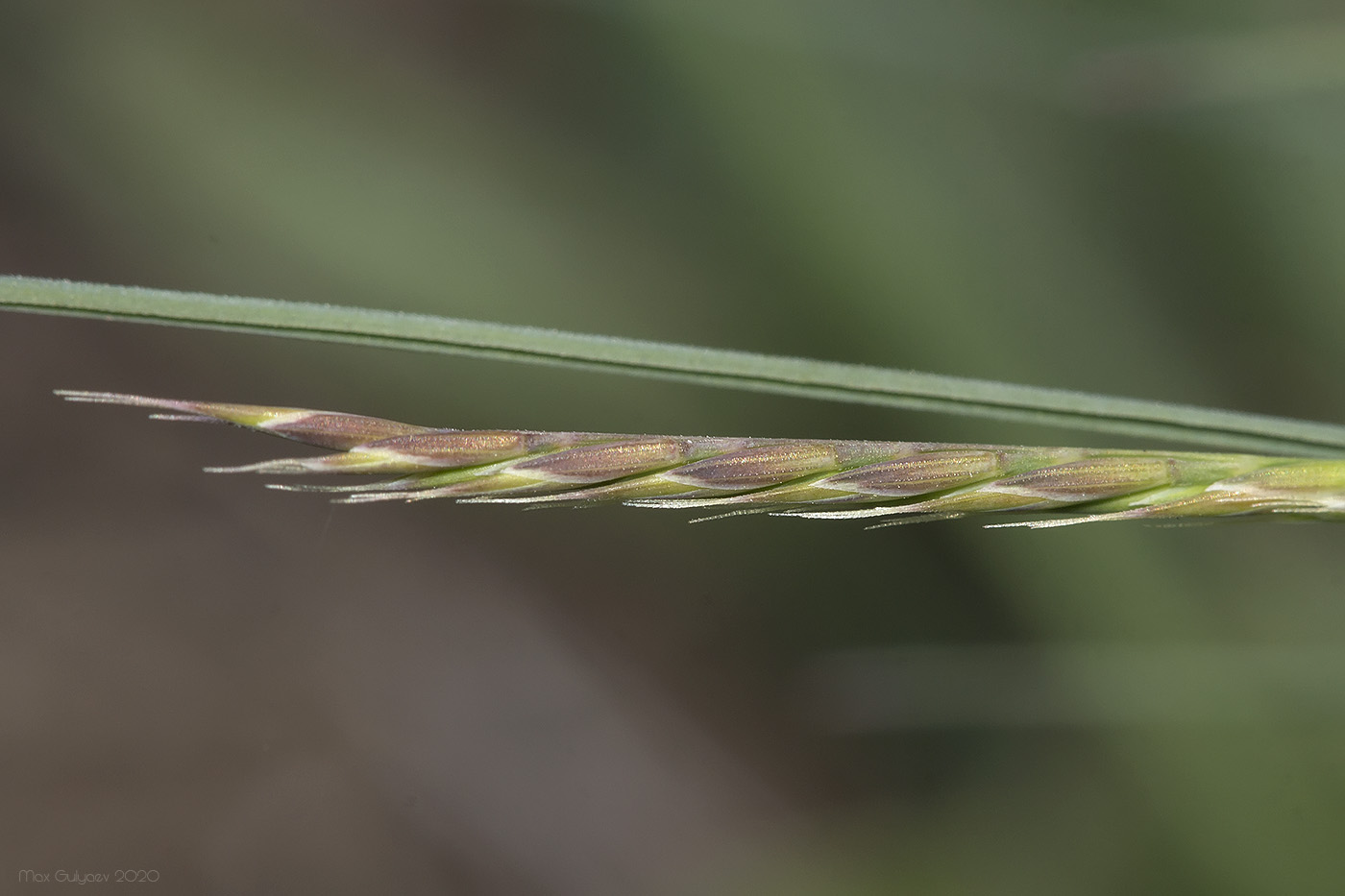 Изображение особи Festuca callieri.