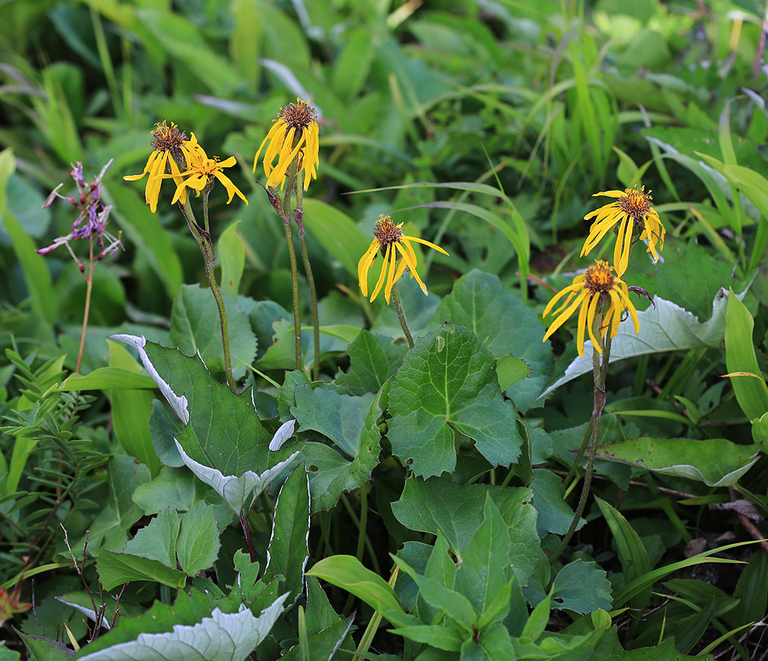 Изображение особи Ligularia alticola.