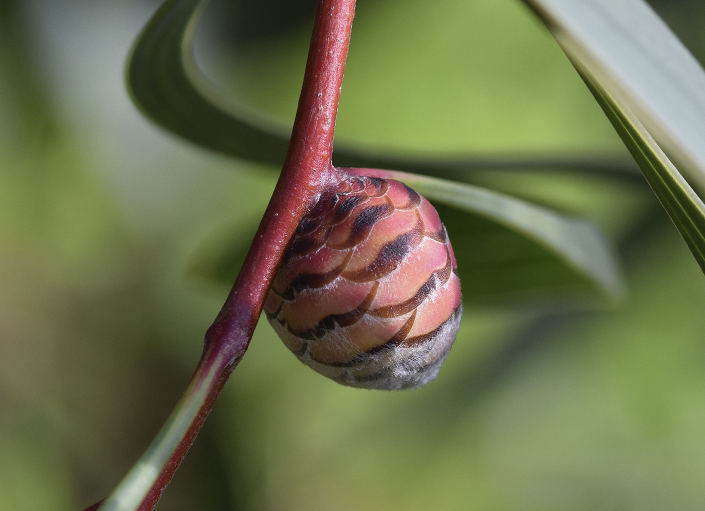 Изображение особи Hakea laurina.