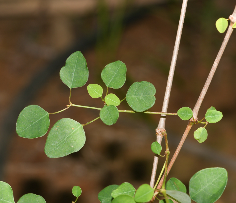 Изображение особи Euphorbia schlechtendalii.