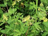 Astragalus membranaceus