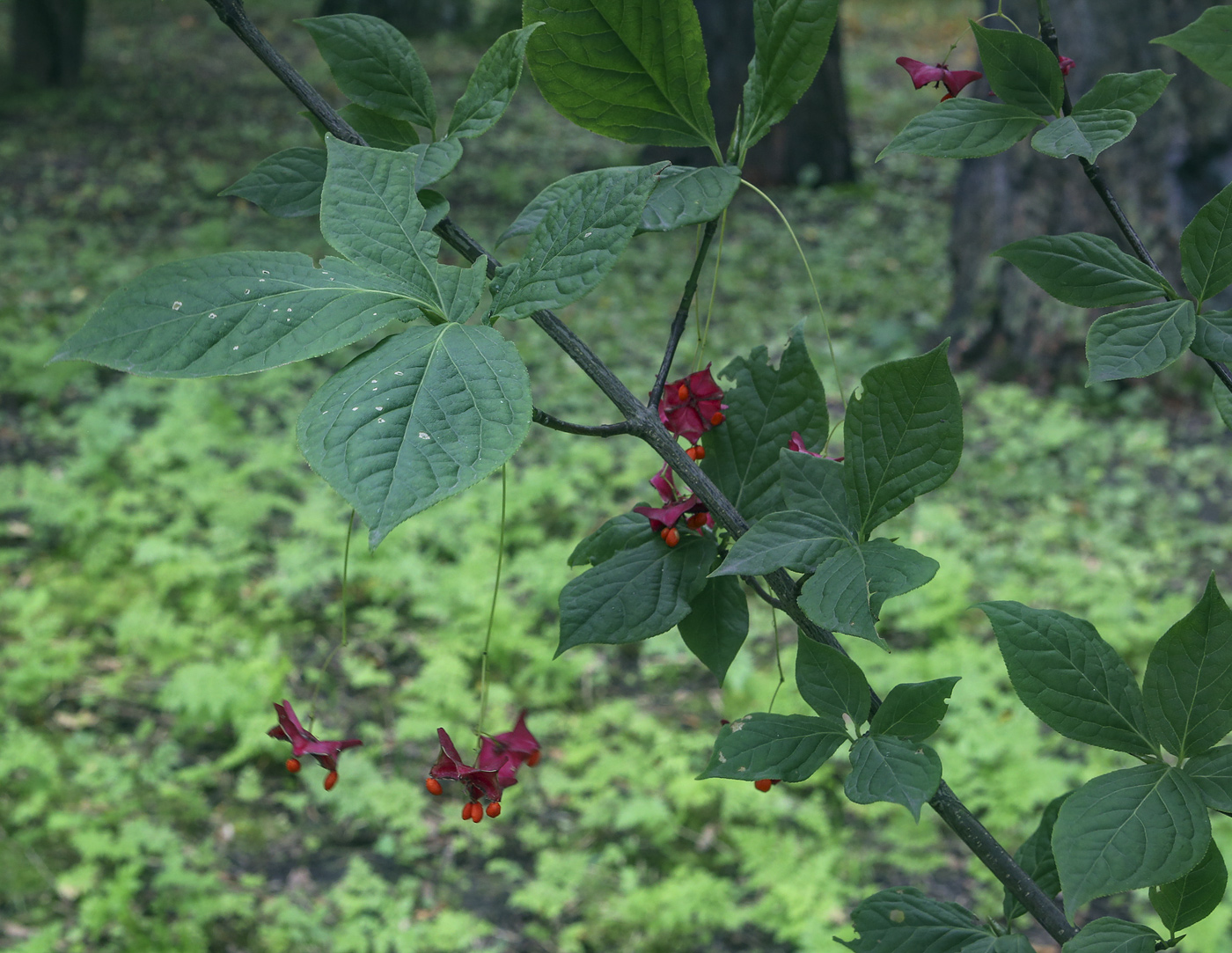 Image of Euonymus macropterus specimen.