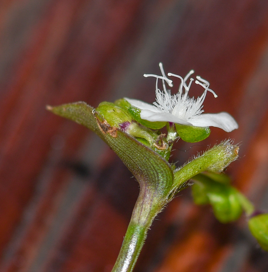 Image of Callisia gracilis specimen.