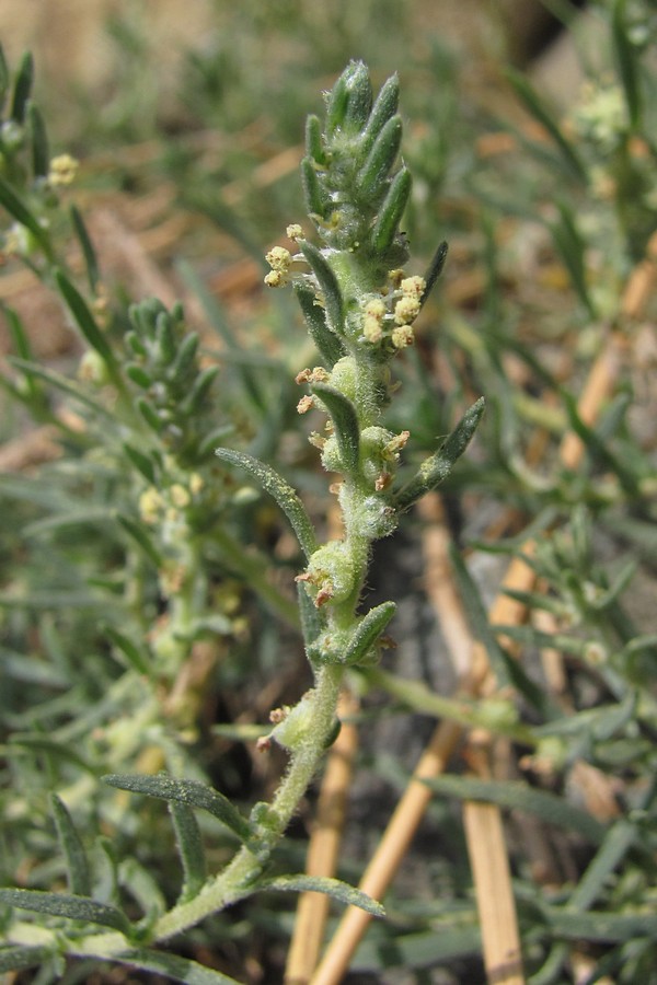 Image of Bassia prostrata specimen.