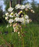 Thalictrum contortum. Верхушка цветущего растения. Магаданская обл., Ольский р-н, окр. пгт Ола, долина р. Ола, тополёво-чозениевый лес, на поляне. 03.07.2018.