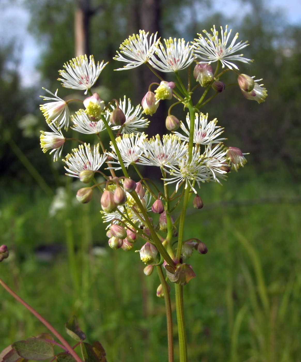 Изображение особи Thalictrum contortum.